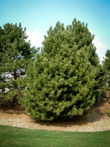 Сосна Чёрная (Pinus Nigra) купить по цене от 270.00р. в интернет-магазине «Посадика» с доставкой почтой в в Клинцые и по всей России – [изображение №1].