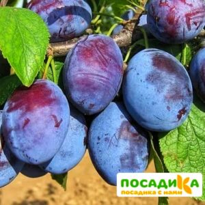 Слива Чачакская ранняя купить по цене от 229.00р. в интернет-магазине «Посадика» с доставкой почтой в в Клинцые и по всей России – [изображение №1].