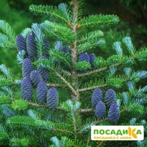 Пихта корейская (Abies koreana) купить по цене от 450.00р. в интернет-магазине «Посадика» с доставкой почтой в в Клинцые и по всей России – [изображение №1].