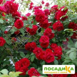 Роза плетистая Амадеус купить по цене от 399.00р. в интернет-магазине «Посадика» с доставкой почтой в в Клинцые и по всей России – [изображение №1].