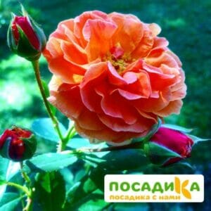 Роза Арабия купить по цене от 350.00р. в интернет-магазине «Посадика» с доставкой почтой в в Клинцые и по всей России – [изображение №1].