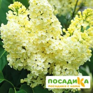 Сирень Примроуз (Primrose) купить по цене от 529.00р. в интернет-магазине «Посадика» с доставкой почтой в в Клинцые и по всей России – [изображение №1].