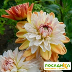 Георгина Коуп де Солейл (декоративная) купить по цене от 400р. в интернет-магазине «Посадика» с доставкой почтой в в Клинцые и по всей России – [изображение №1].