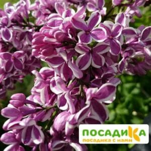 Сирень Сенсация купить по цене от 529.00р. в интернет-магазине «Посадика» с доставкой почтой в в Клинцые и по всей России – [изображение №1].