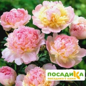 Пион Распберри Сандей (Paeonia Raspberry Sundae) купить по цене от 959р. в интернет-магазине «Посадика» с доставкой почтой в в Клинцые и по всей России – [изображение №1].