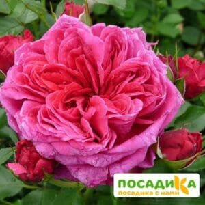 Шраб Роза Соул купить по цене от 390.00р. в интернет-магазине «Посадика» с доставкой почтой в в Клинцые и по всей России – [изображение №1].
