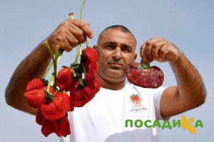 Клубника Гигант Джорнея купить по цене от 266р. в интернет-магазине «Посадика» с доставкой почтой в в Клинцые и по всей России – [изображение №1].