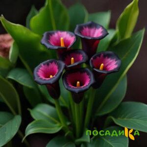 Калла Аура Лейс купить по цене от 400р. в интернет-магазине «Посадика» с доставкой почтой в в Клинцые и по всей России – [изображение №1].