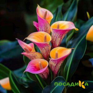Калла Оникс купить по цене от 450р. в интернет-магазине «Посадика» с доставкой почтой в в Клинцые и по всей России – [изображение №1].