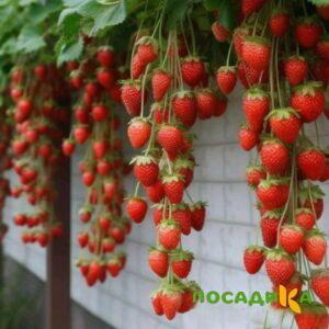 Клубника вьющаяся Комплимент купить по цене от 470р. в интернет-магазине «Посадика» с доставкой почтой в в Клинцые и по всей России – [изображение №1].