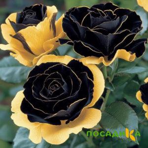 Роза Ханни Сикл купить по цене от 700р. в интернет-магазине «Посадика» с доставкой почтой в в Клинцые и по всей России – [изображение №1].
