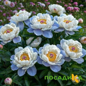 Пион акварельный Этюд купить по цене от 806р. в интернет-магазине «Посадика» с доставкой почтой в в Клинцые и по всей России – [изображение №1].