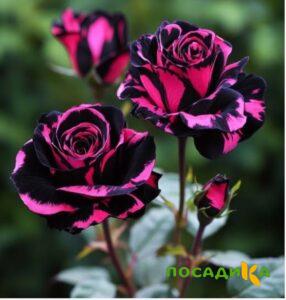 Роза Багровый Шепот купить по цене от 366р. в интернет-магазине «Посадика» с доставкой почтой в в Клинцые и по всей России – [изображение №1].