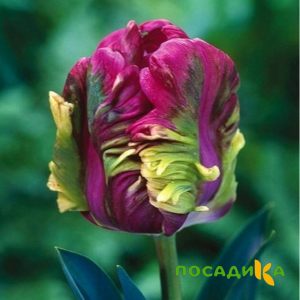 Тюльпан Экзотик Хэвен купить по цене от 186р. в интернет-магазине «Посадика» с доставкой почтой в в Клинцые и по всей России – [изображение №1].