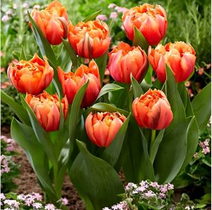 Тюльпан Гудошник Дабл купить по цене от 185р. в интернет-магазине «Посадика» с доставкой почтой в в Клинцые и по всей России – [изображение №1].