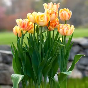 Тюльпан Верона Санрайз купить по цене от 280р. в интернет-магазине «Посадика» с доставкой почтой в в Клинцые и по всей России – [изображение №1].
