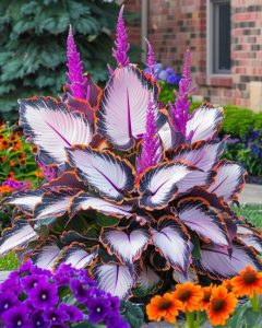 Хоста Кримэн Дрим купить по цене от 549р. в интернет-магазине «Посадика» с доставкой почтой в в Клинцые и по всей России – [изображение №1].