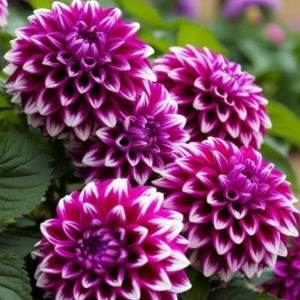 Георгин Кристал Корт купить по цене от 602р. в интернет-магазине «Посадика» с доставкой почтой в в Клинцые и по всей России – [изображение №1].