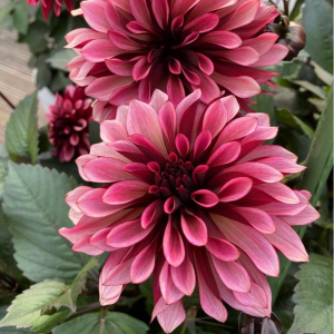 Георгин Перли Сансет купить по цене от 309р. в интернет-магазине «Посадика» с доставкой почтой в в Клинцые и по всей России – [изображение №1].