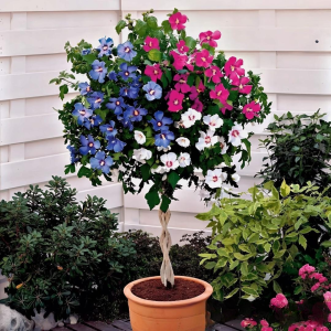 Гибискус-Дерево Триколор купить по цене от 289р. в интернет-магазине «Посадика» с доставкой почтой в в Клинцые и по всей России – [изображение №1].