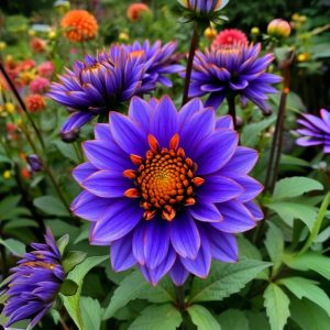 Георгин Лазурит купить по цене от 799р. в интернет-магазине «Посадика» с доставкой почтой в в Клинцые и по всей России – [изображение №1].