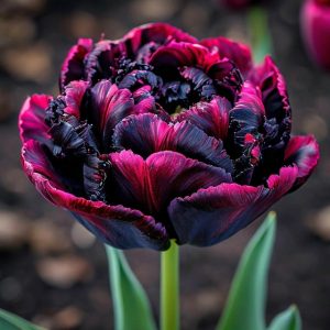 Тюльпан Фламинго купить по цене от 500р. в интернет-магазине «Посадика» с доставкой почтой в в Клинцые и по всей России – [изображение №1].