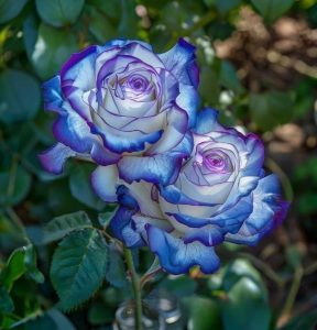 Роза Пэтолз Хоуп купить по цене от 333р. в интернет-магазине «Посадика» с доставкой почтой в в Клинцые и по всей России – [изображение №1].