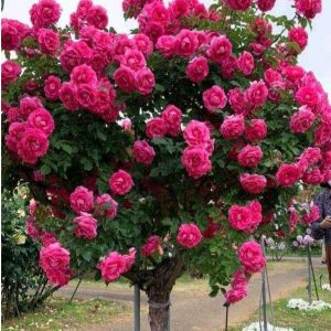 Роза Версаля купить по цене от 232р. в интернет-магазине «Посадика» с доставкой почтой в в Клинцые и по всей России – [изображение №1].