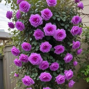 Роза Мистик Уайт купить по цене от 620р. в интернет-магазине «Посадика» с доставкой почтой в в Клинцые и по всей России – [изображение №1].