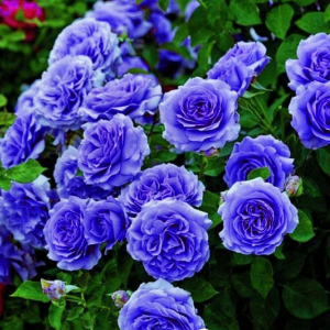 Роза Блю Мун купить по цене от 450р. в интернет-магазине «Посадика» с доставкой почтой в в Клинцые и по всей России – [изображение №1].
