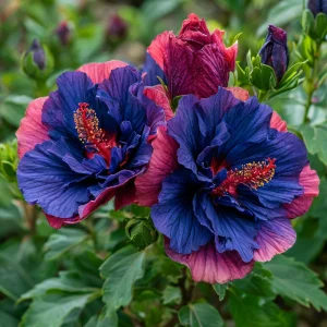 Гибискус Роуз Шайн купить по цене от 360р. в интернет-магазине «Посадика» с доставкой почтой в в Клинцые и по всей России – [изображение №1].