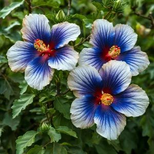 Гибискус Илюжн Вилью купить по цене от 259р. в интернет-магазине «Посадика» с доставкой почтой в в Клинцые и по всей России – [изображение №1].