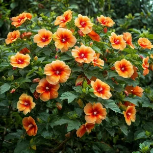 Гибискус Кристал Рэй купить по цене от 458р. в интернет-магазине «Посадика» с доставкой почтой в в Клинцые и по всей России – [изображение №1].