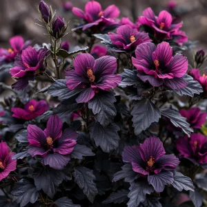 Гибискус Корал Чарм купить по цене от 271р. в интернет-магазине «Посадика» с доставкой почтой в в Клинцые и по всей России – [изображение №1].