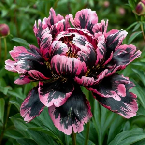 Пион Дроп Руби купить по цене от 469р. в интернет-магазине «Посадика» с доставкой почтой в в Клинцые и по всей России – [изображение №1].