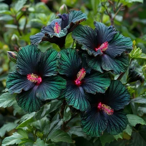 Гибискус Пикок Плюм купить по цене от 490р. в интернет-магазине «Посадика» с доставкой почтой в в Клинцые и по всей России – [изображение №1].