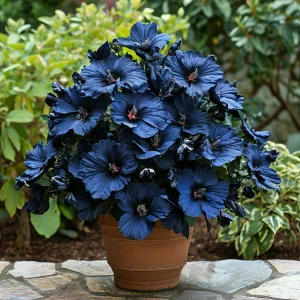 Гибискус Селестиал Флейм купить по цене от 326р. в интернет-магазине «Посадика» с доставкой почтой в в Клинцые и по всей России – [изображение №1].