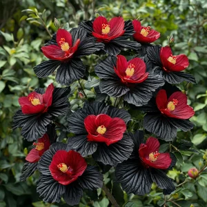 Гибискус Ройял Афеа купить по цене от 460р. в интернет-магазине «Посадика» с доставкой почтой в в Клинцые и по всей России – [изображение №1].