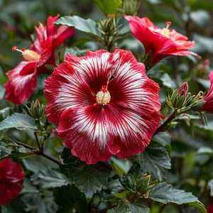 Гибискус Пурпл Мистик купить по цене от 360р. в интернет-магазине «Посадика» с доставкой почтой в в Клинцые и по всей России – [изображение №1].