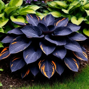 Хоста Умбра купить по цене от 349р. в интернет-магазине «Посадика» с доставкой почтой в в Клинцые и по всей России – [изображение №1].