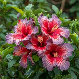 Гибискус Кримсон Флейм купить по цене от 479р. в интернет-магазине «Посадика» с доставкой почтой в в Клинцые и по всей России – [изображение №1].