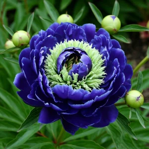 Пион Дримвивер купить по цене от 417р. в интернет-магазине «Посадика» с доставкой почтой в в Клинцые и по всей России – [изображение №1].