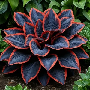 Хоста Солнечный Агат купить по цене от 440р. в интернет-магазине «Посадика» с доставкой почтой в в Клинцые и по всей России – [изображение №1].