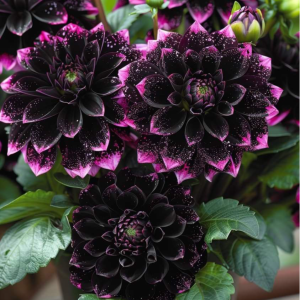 Георгин Лаванда Лейс купить по цене от 679р. в интернет-магазине «Посадика» с доставкой почтой в в Клинцые и по всей России – [изображение №1].