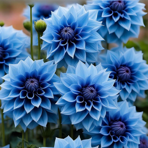 Георгин Вижапе купить по цене от 699р. в интернет-магазине «Посадика» с доставкой почтой в в Клинцые и по всей России – [изображение №1].