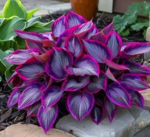 Хоста Сикрет Гарденс купить по цене от 549р. в интернет-магазине «Посадика» с доставкой почтой в в Клинцые и по всей России – [изображение №1].