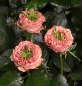 Роза Амбер Инчант купить по цене от 495р. в интернет-магазине «Посадика» с доставкой почтой в в Клинцые и по всей России – [изображение №1].