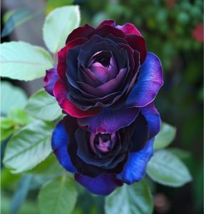 Роза Скарлет Рэвери купить по цене от 489р. в интернет-магазине «Посадика» с доставкой почтой в в Клинцые и по всей России – [изображение №1].