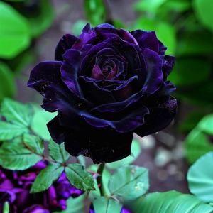 Роза Блэк Пантер купить по цене от 319р. в интернет-магазине «Посадика» с доставкой почтой в в Клинцые и по всей России – [изображение №1].