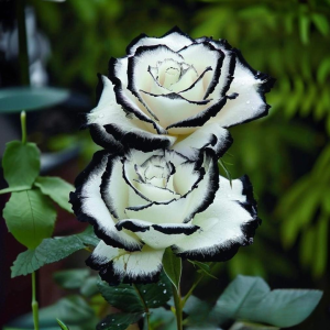 Роза Силк Ивин купить по цене от 319р. в интернет-магазине «Посадика» с доставкой почтой в в Клинцые и по всей России – [изображение №1].